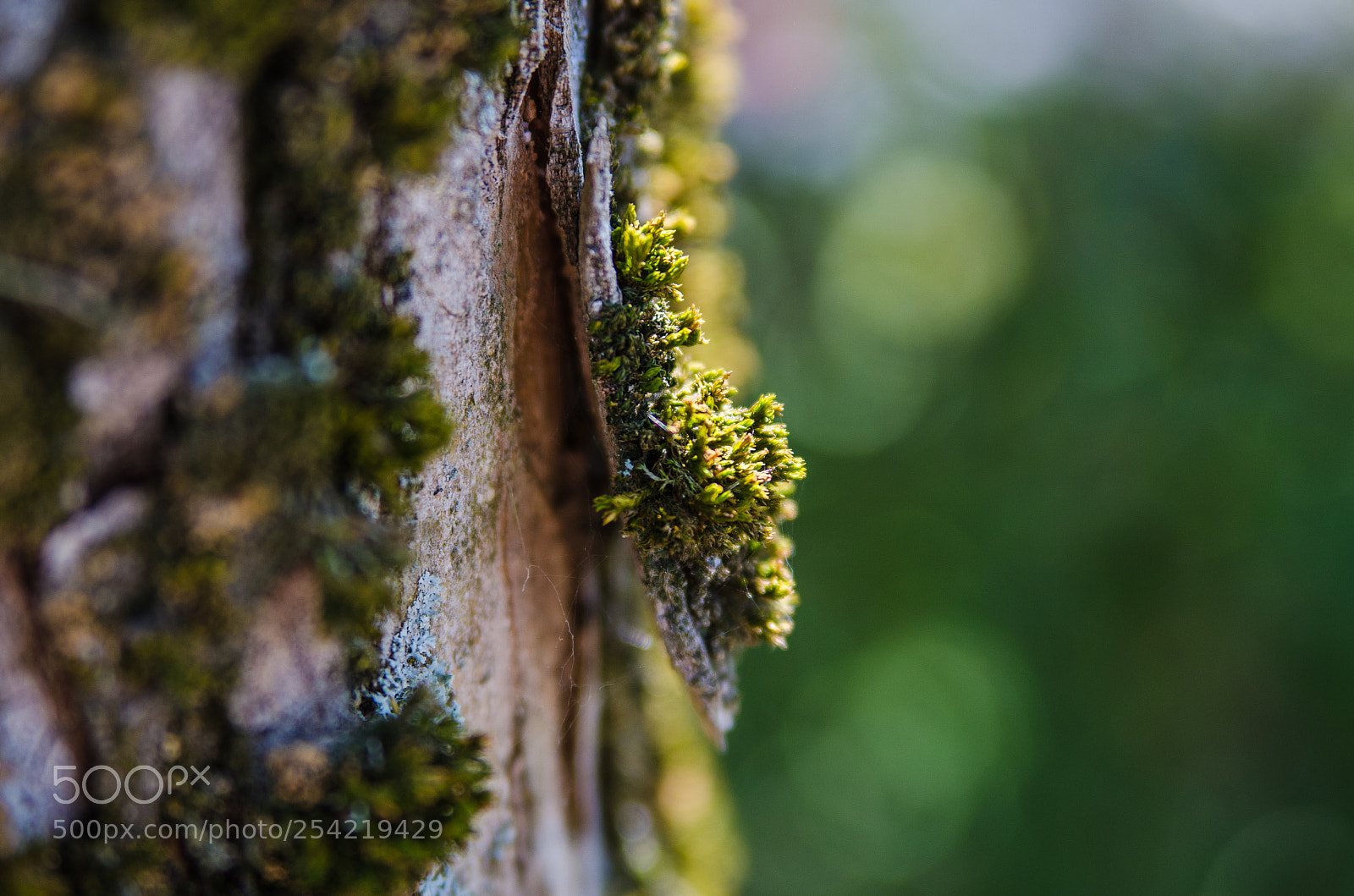 Nikon D7000 sample photo. Tree photography