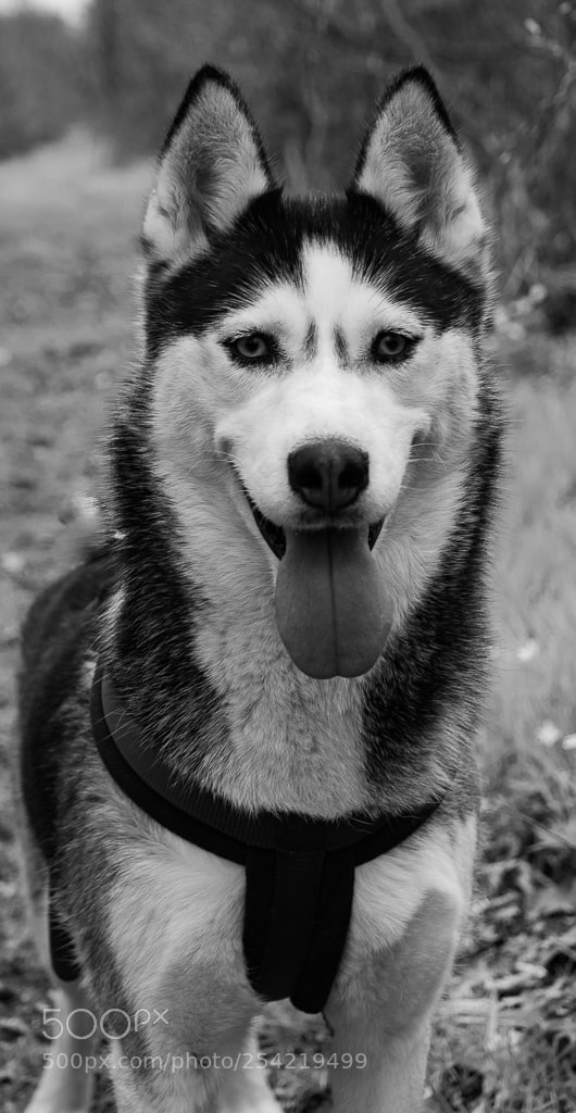 Sony Alpha DSLR-A200 sample photo. Husky photography