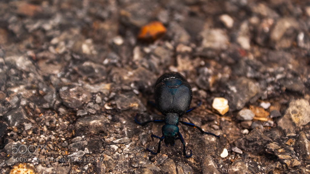 Sony Alpha DSLR-A200 sample photo. Meleo photography