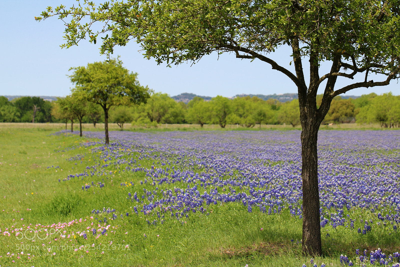 Canon EOS 750D (EOS Rebel T6i / EOS Kiss X8i) sample photo. Texas bluebonnets 3524 photography