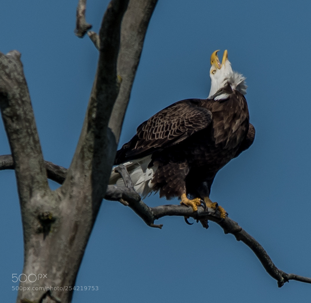 Nikon D810 sample photo. Calling photography
