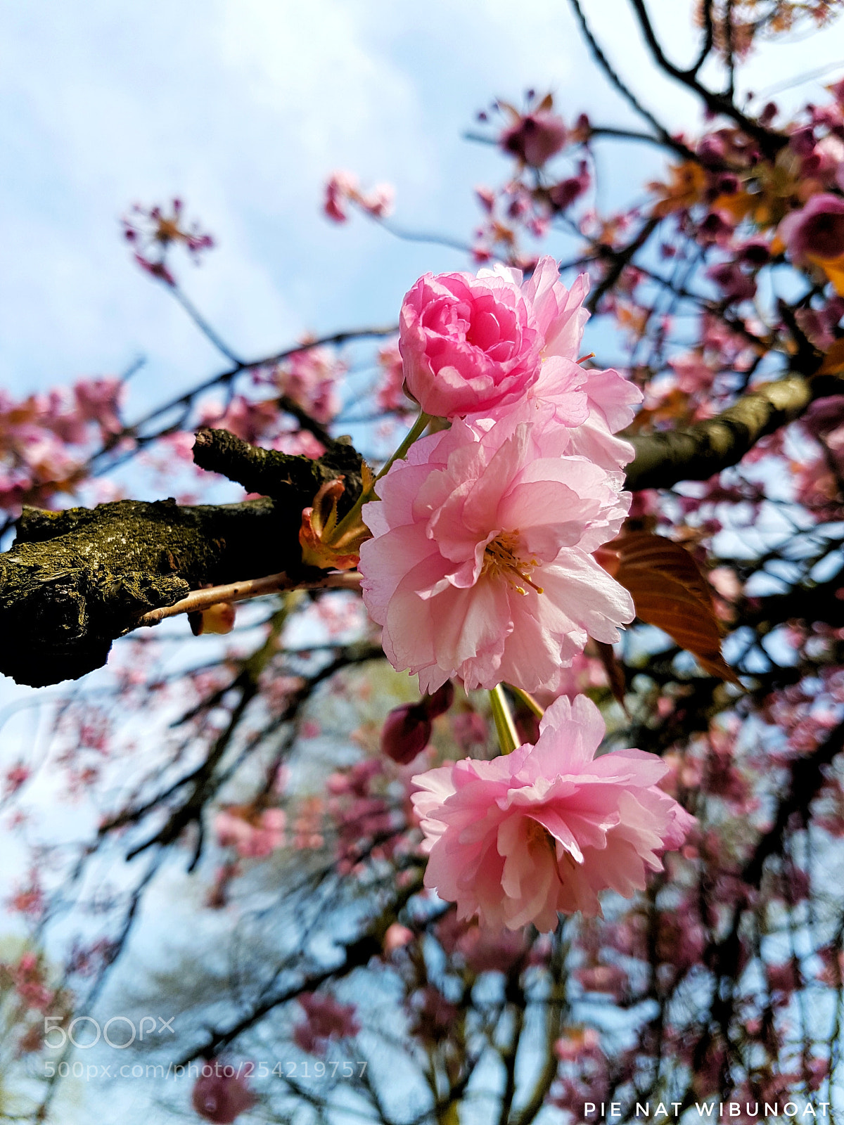 Samsung Galaxy S7 Edge sample photo. Blumen photography