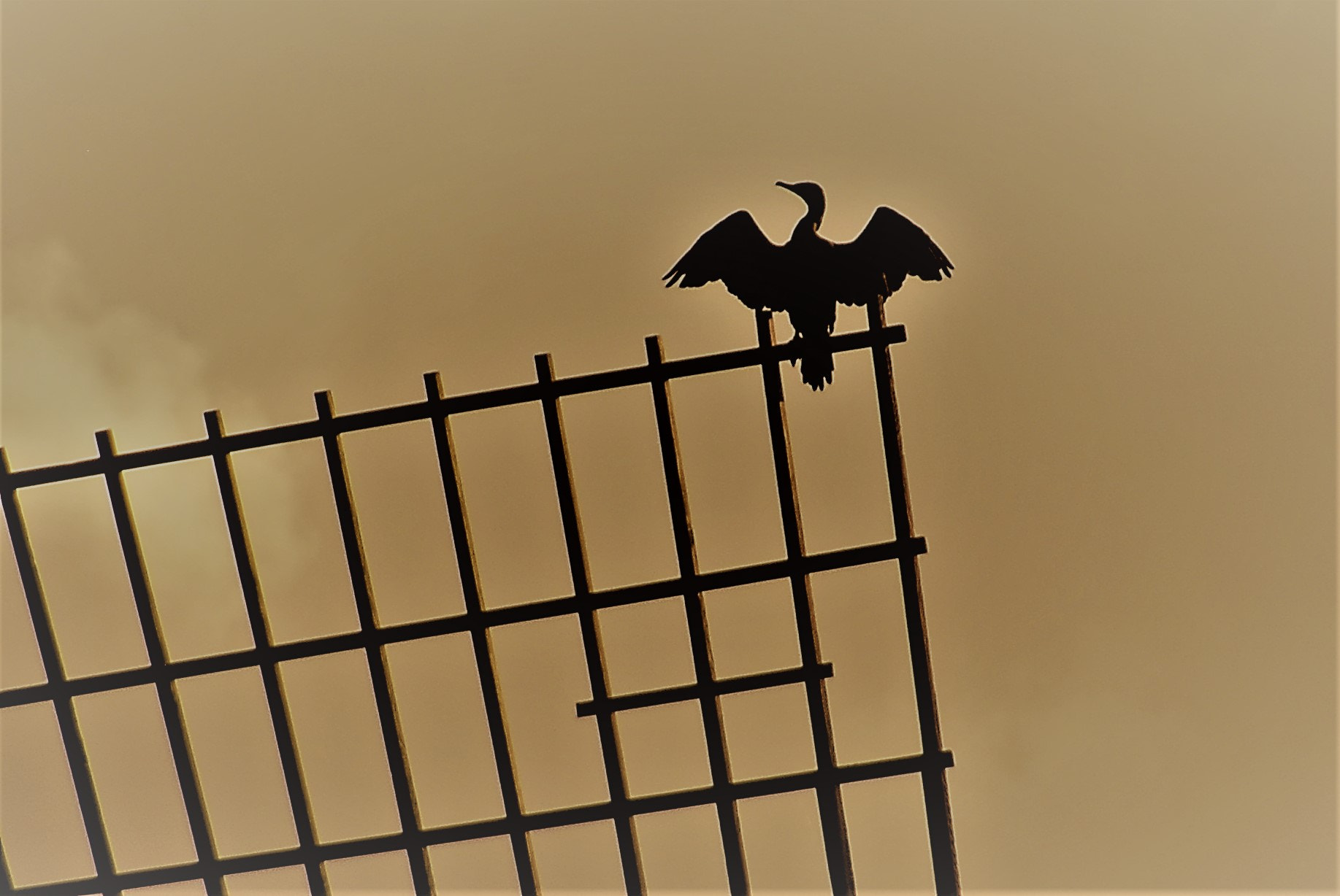 Nikon D80 sample photo. Bird on windmill vane, 2009 photography