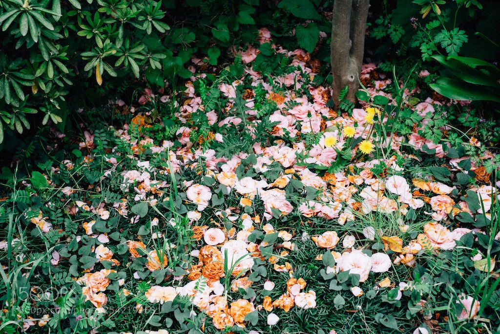 Fujifilm X-T1 sample photo. Untitled photography