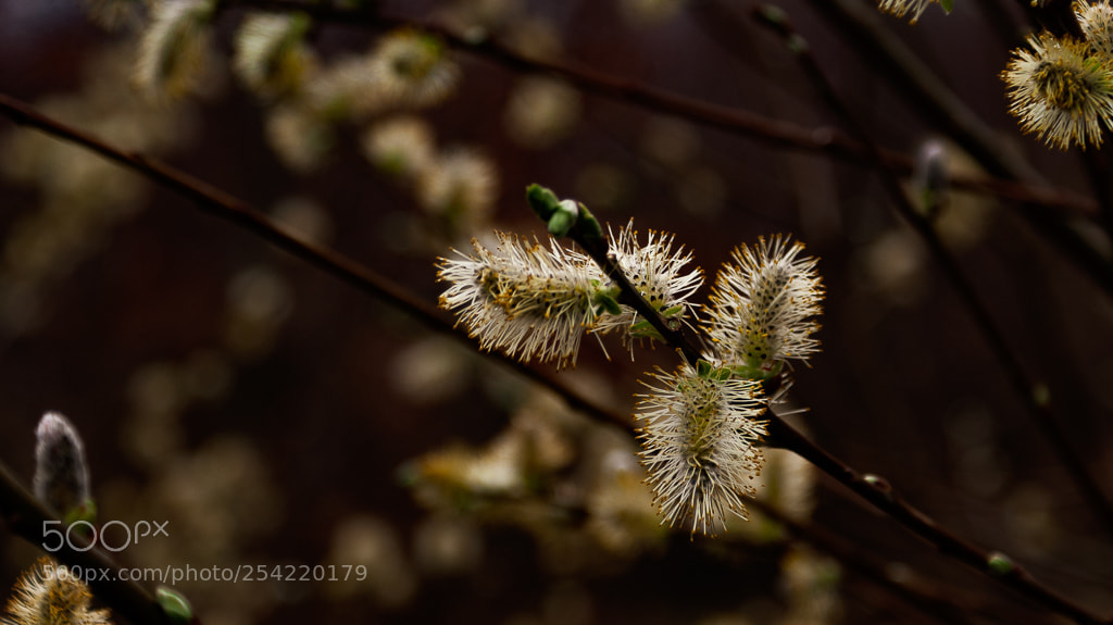 Sony Alpha DSLR-A200 sample photo. Spring photography