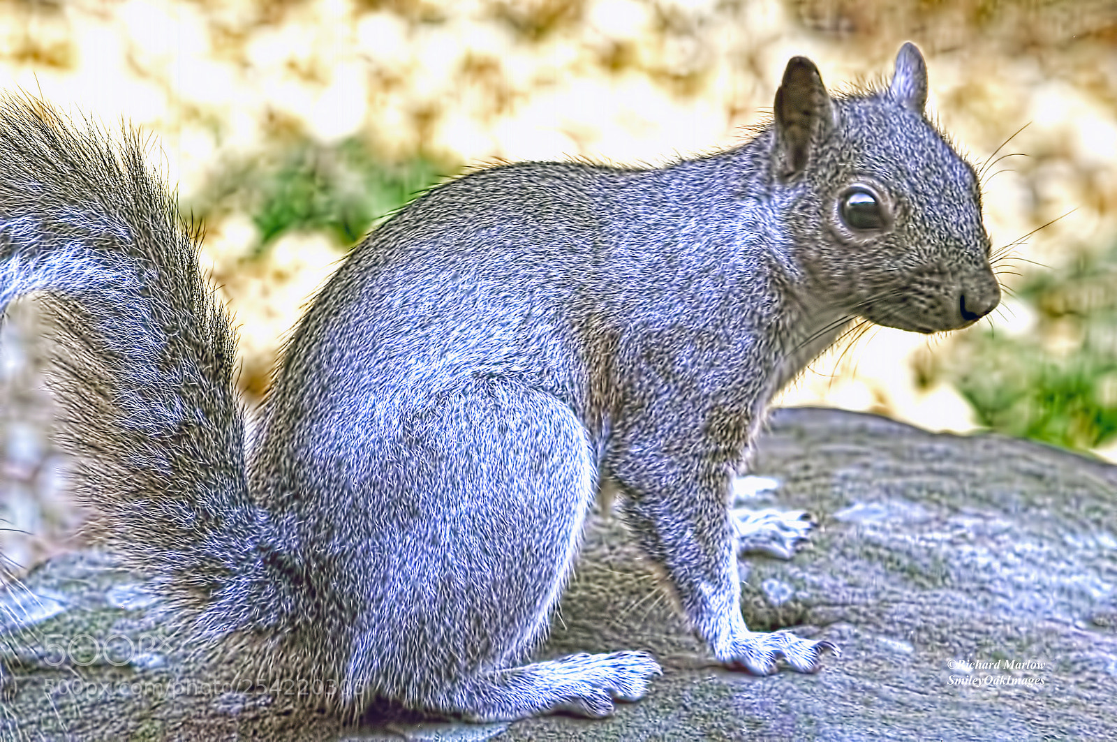 Nikon D5000 sample photo. Squirrel on rock photography