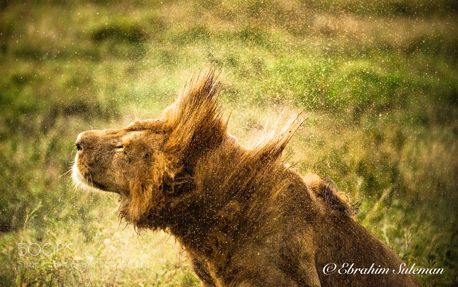 Nikon D800 sample photo. Wet lion's shake #2 photography