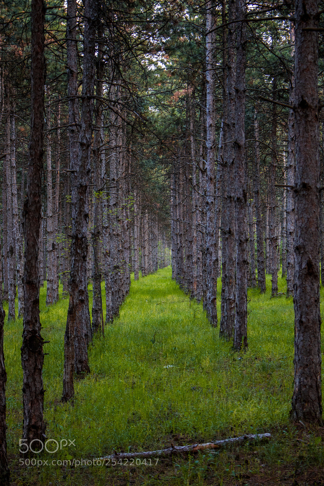 Canon EOS 700D (EOS Rebel T5i / EOS Kiss X7i) sample photo. Forest photography