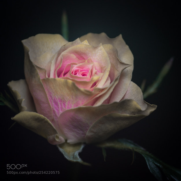 Nikon D7100 sample photo. Rose on black photography