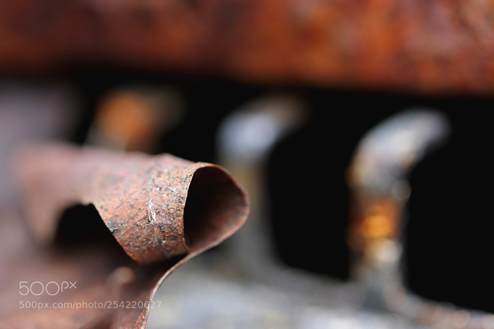 Canon EOS 60D sample photo. Curl photography