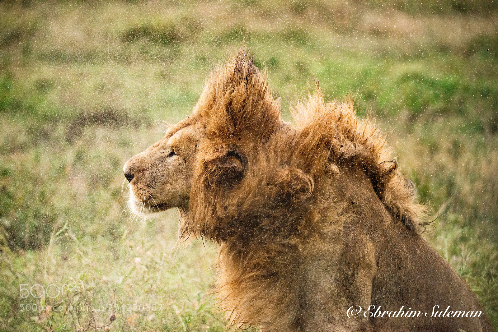 Nikon D800 sample photo. Wet lion's shake # 3 photography