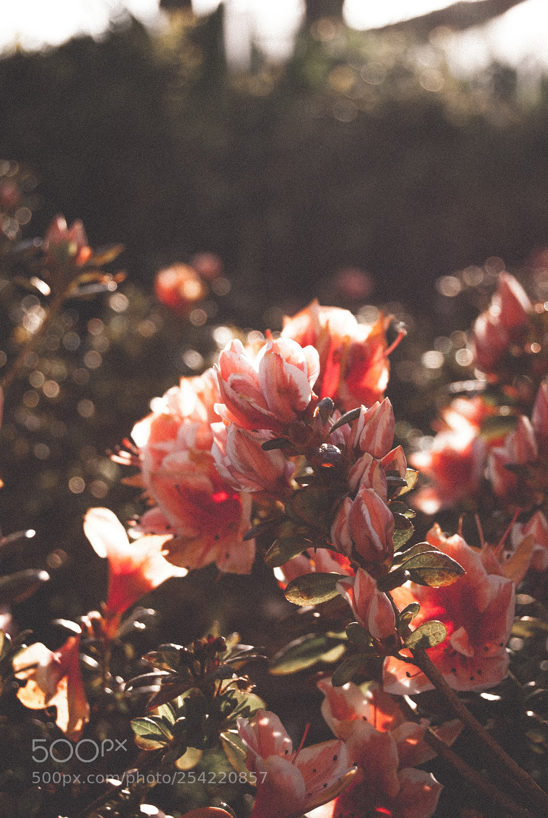 Nikon D60 sample photo. Flowers close to a photography