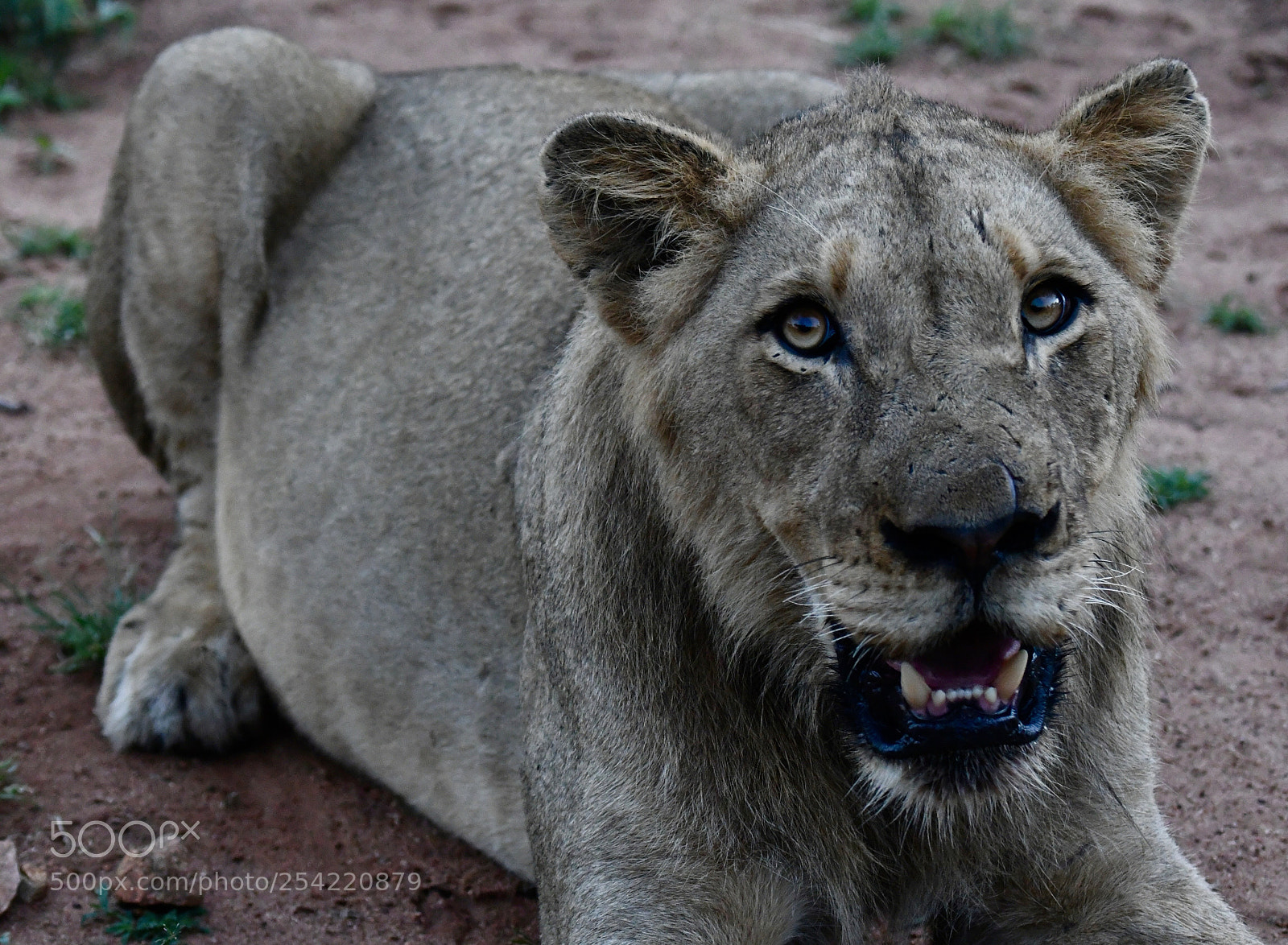 Nikon D500 sample photo. Untitled photography