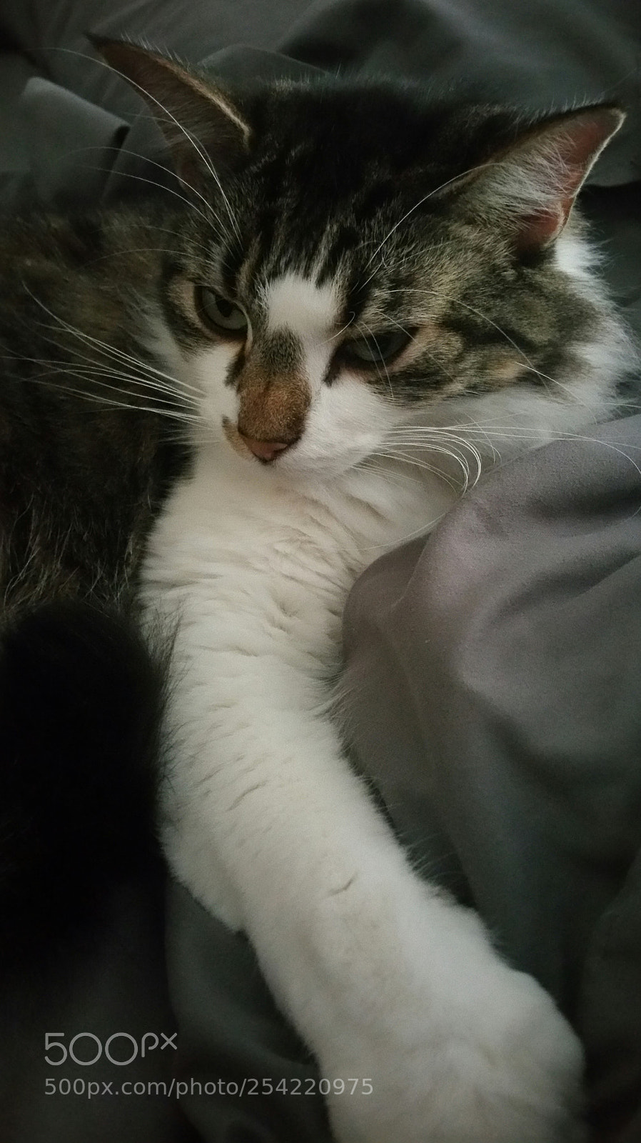 Samsung Galaxy Note4 sample photo. Whatcha looking at? photography
