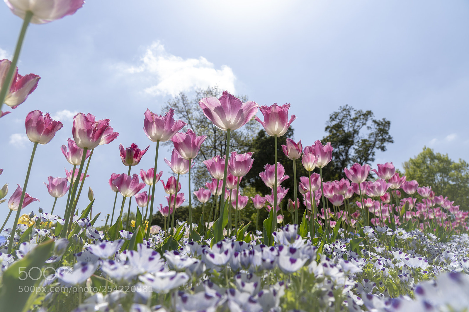 Sony a7 III sample photo. In the spring of photography