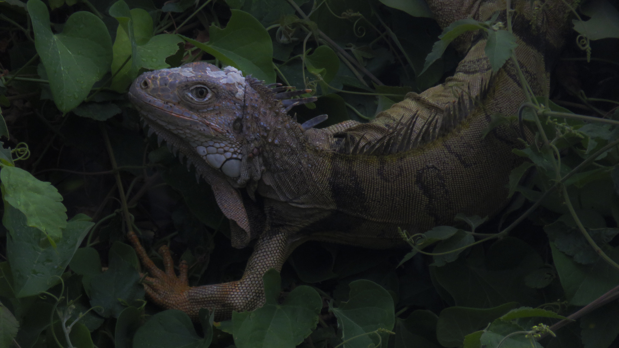 Canon PowerShot SX700 HS sample photo. Camouflaged punk iguana photography