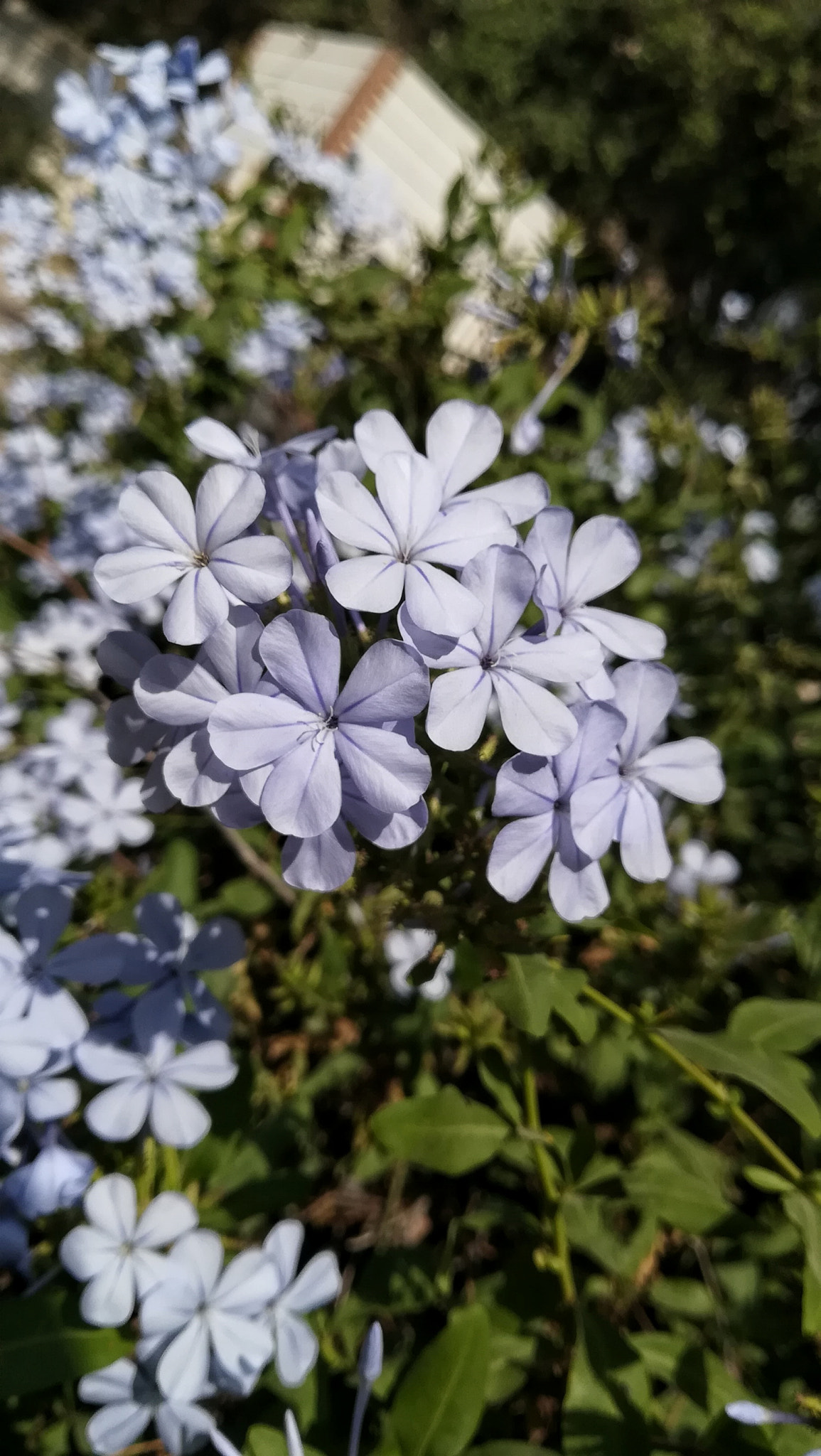 HUAWEI P8 lite 2017 sample photo. Blue flowers🌸 photography