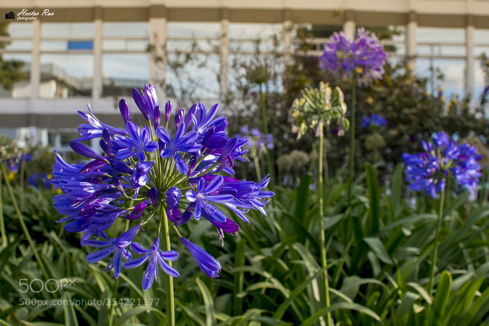 Nikon D7200 sample photo. Petunia photography