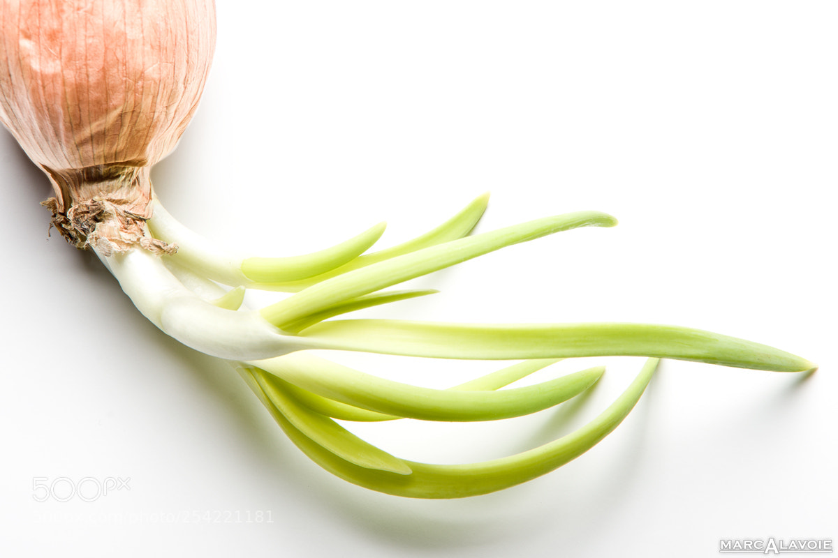 Pentax K-3 sample photo. Sprouting onion (high key) photography