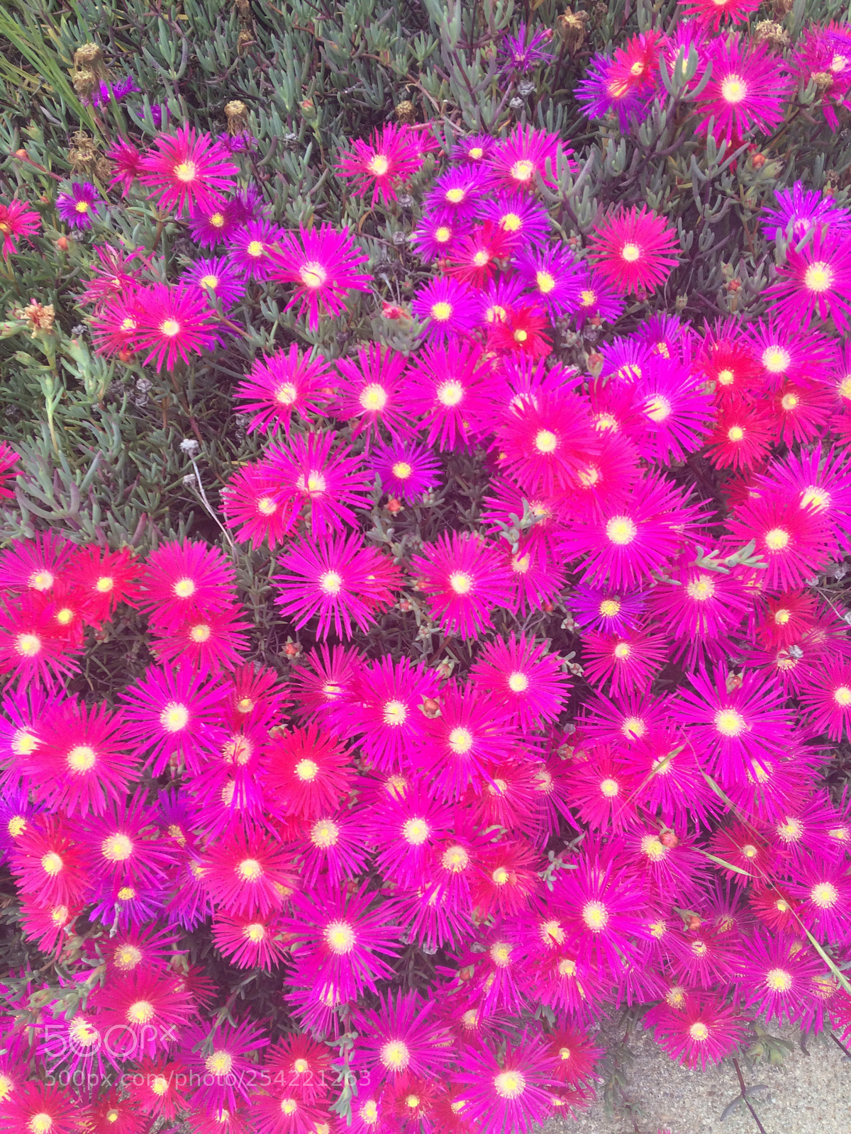 Apple iPhone 5s sample photo. Pink & purple photography