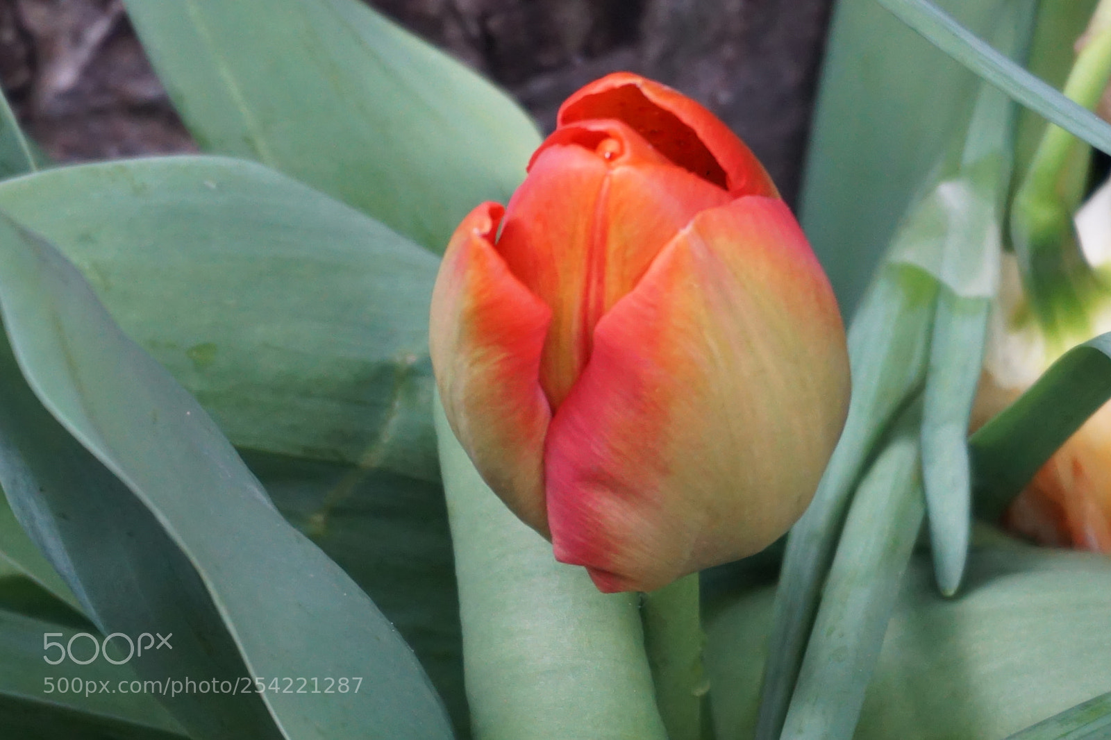 Sony a6000 sample photo. Flower photography