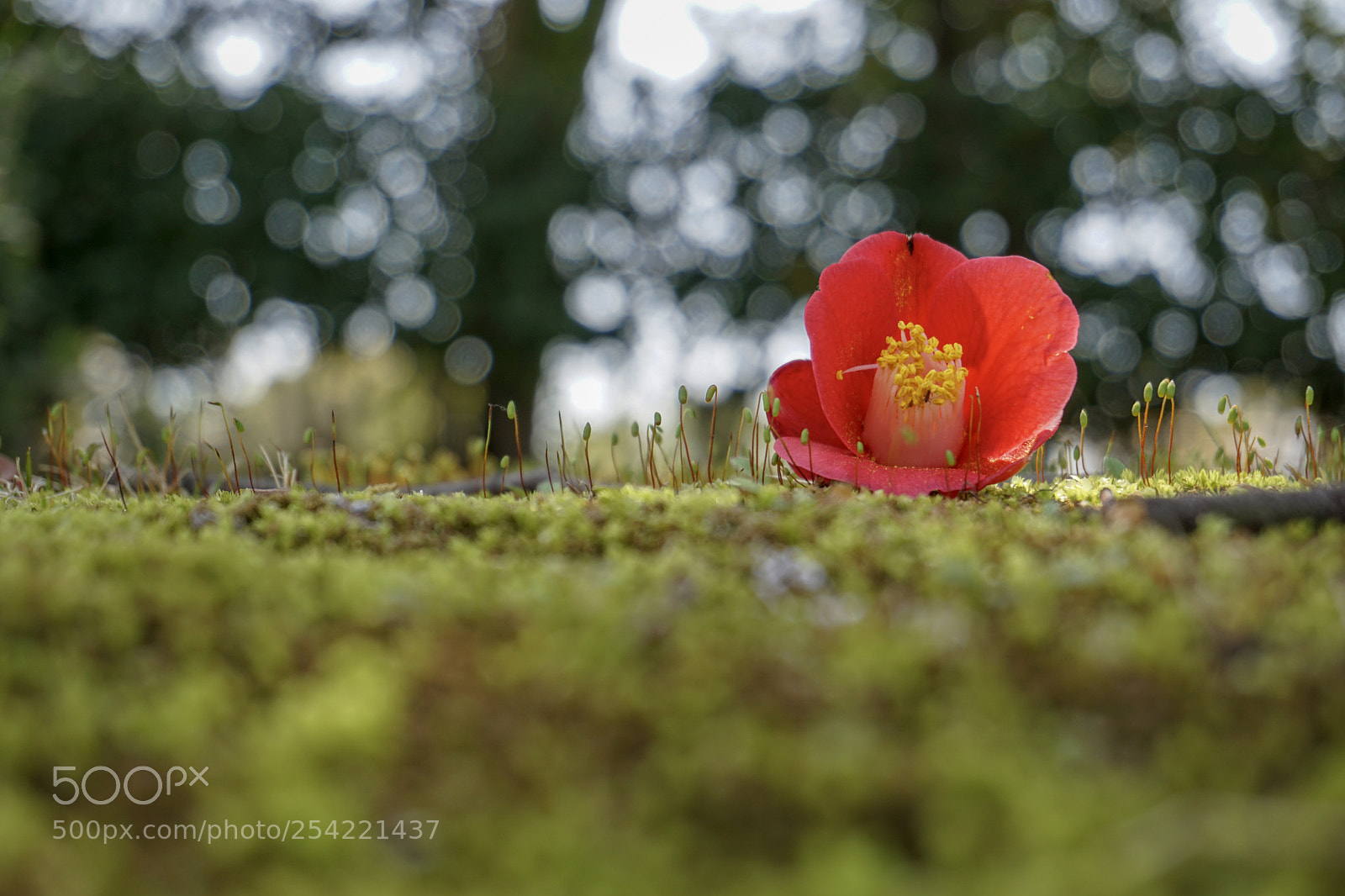 Sony a6000 sample photo. Camellia flower with lovely photography