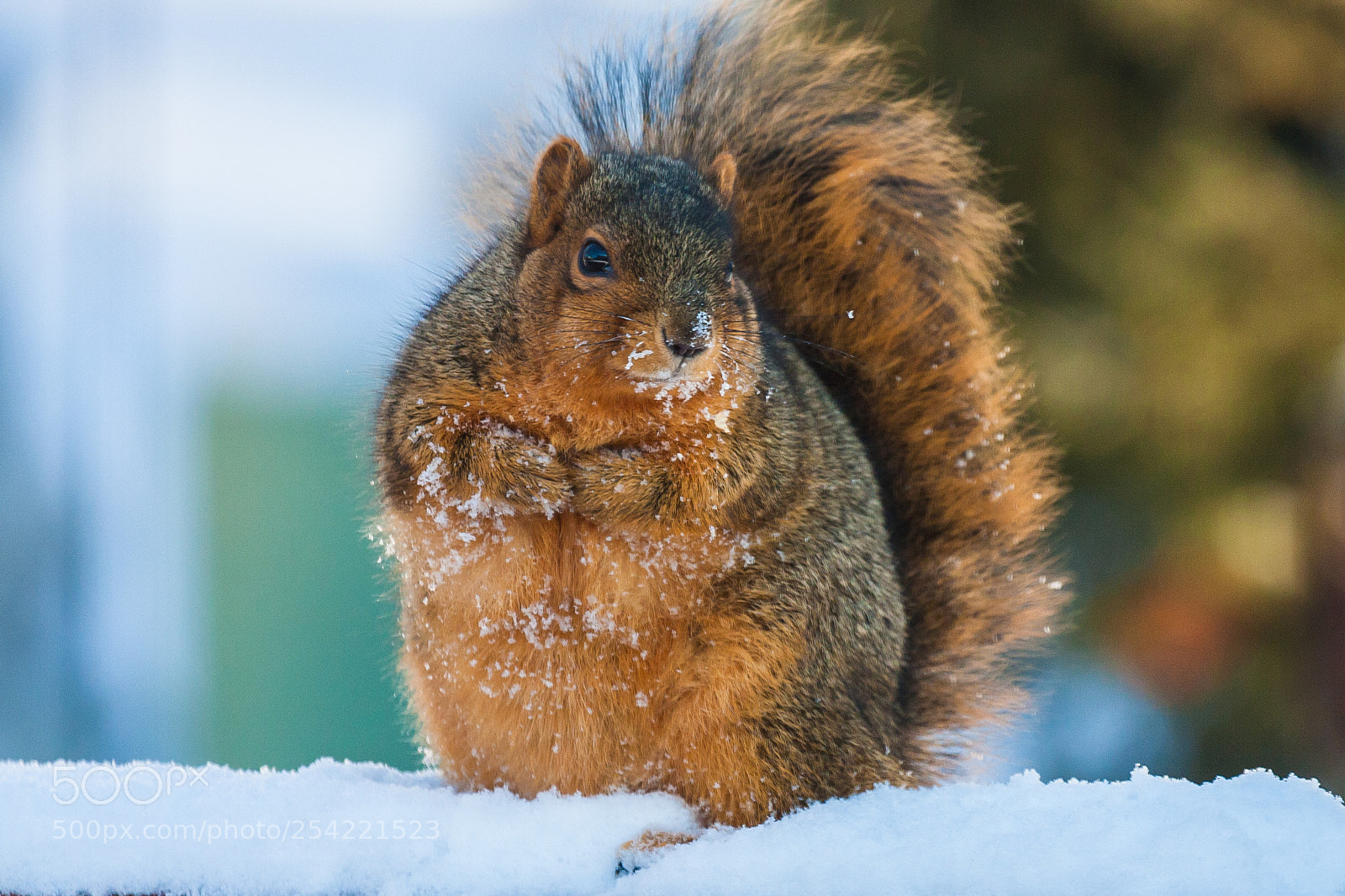 Canon EOS 40D sample photo. Snowy squirrel photography