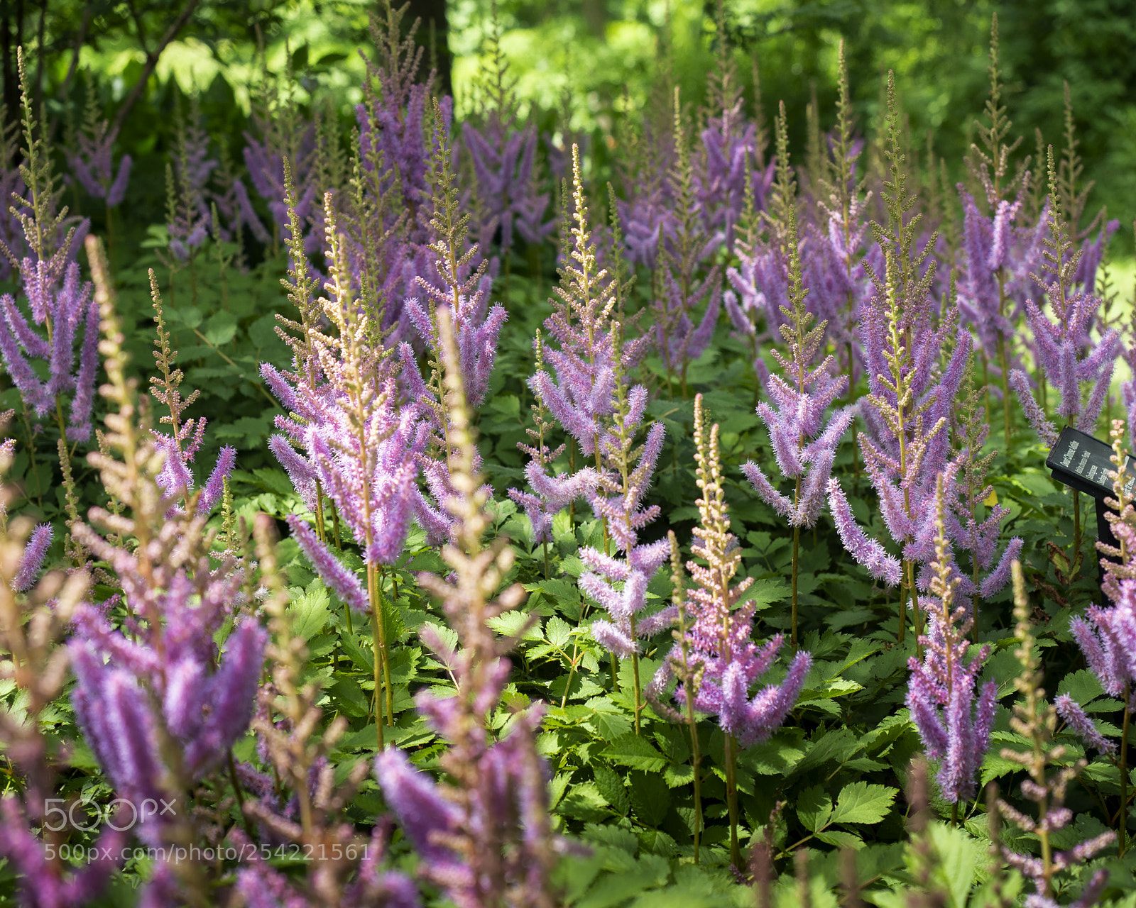 Olympus OM-D E-M5 II sample photo. Daydreaming photography