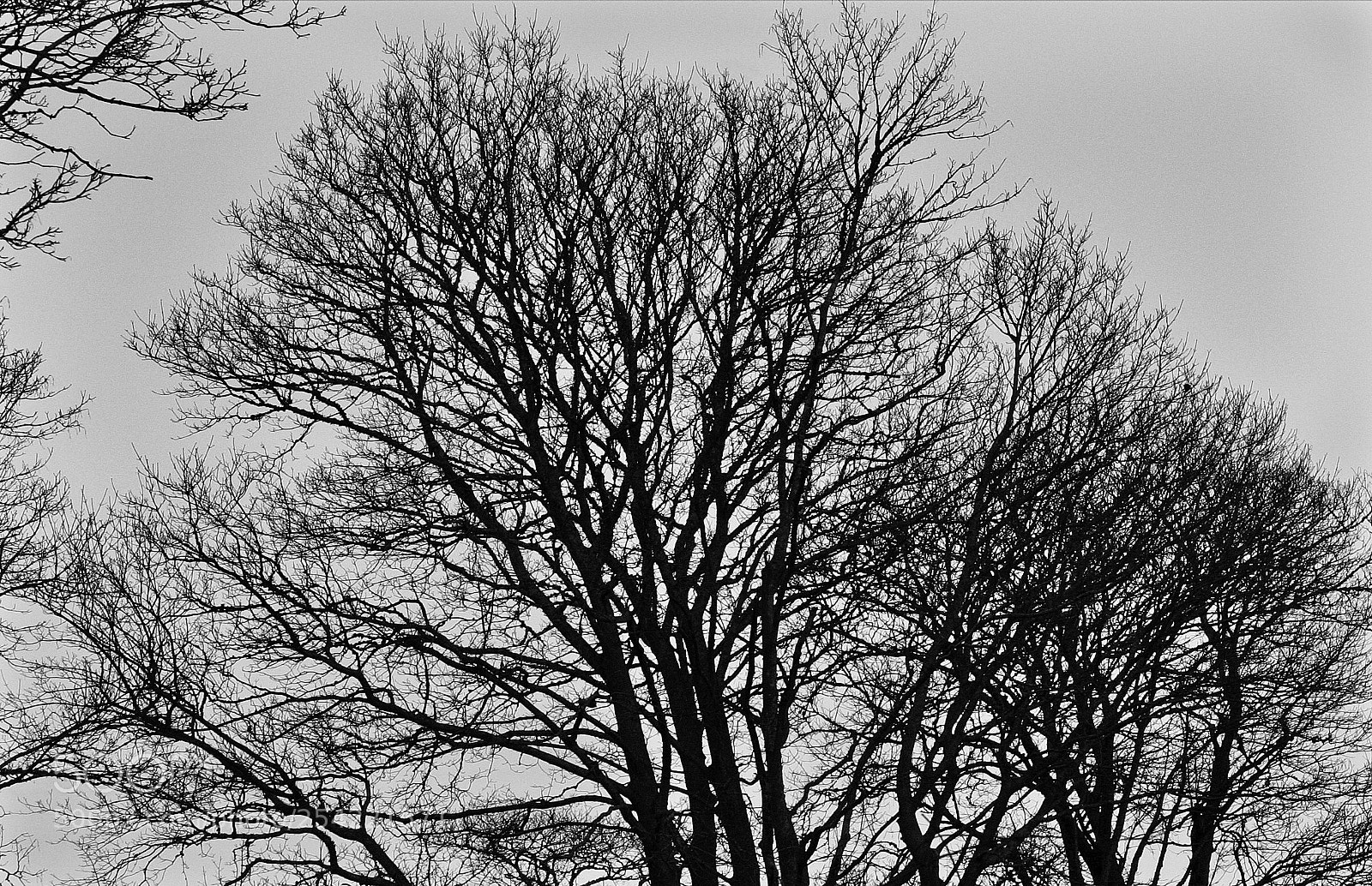 Canon EOS 10D sample photo. Spring? photography