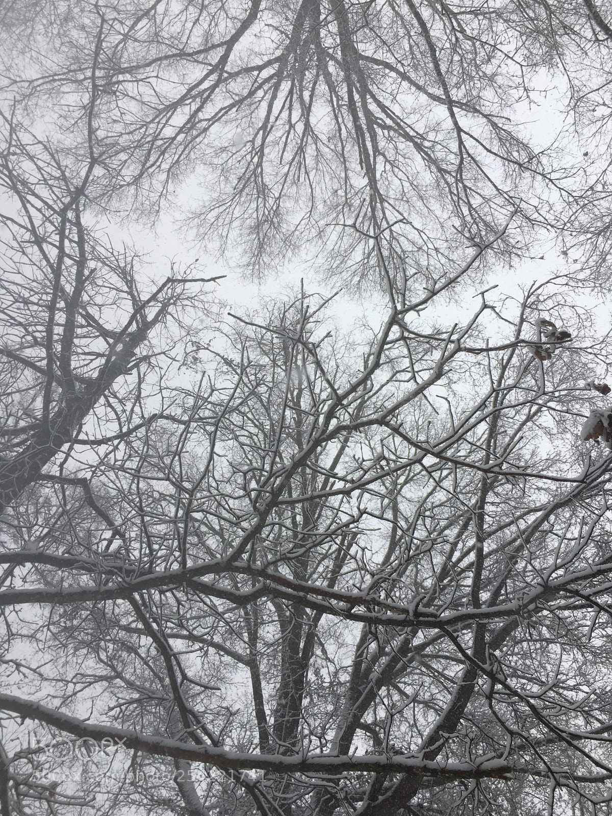 Apple iPhone 6s Plus sample photo. Snow day photography
