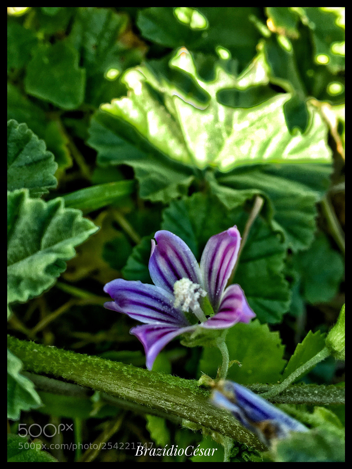 Apple iPhone 6s sample photo. Untitled photography