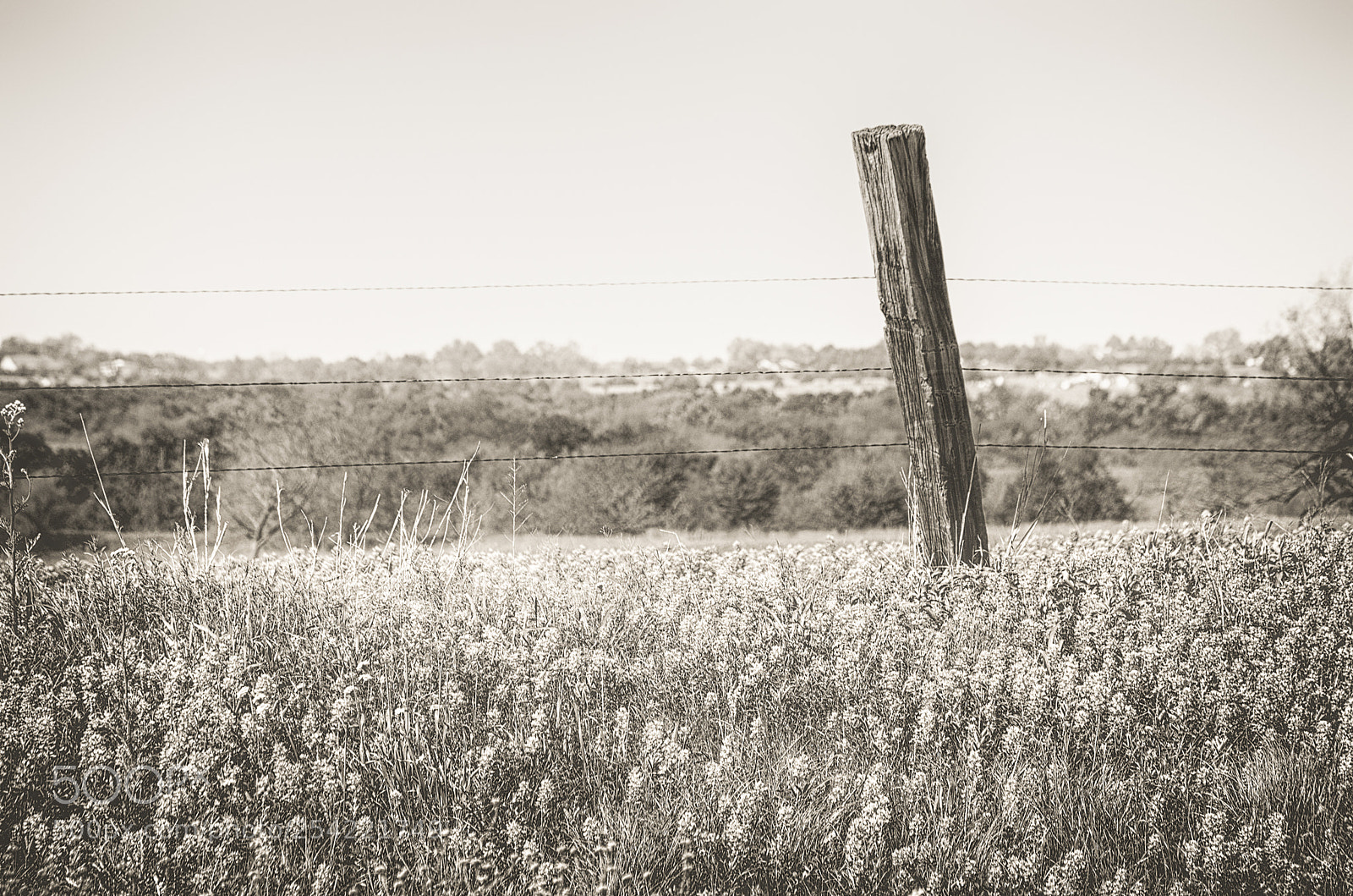 Nikon D5100 sample photo. Fenceline photography
