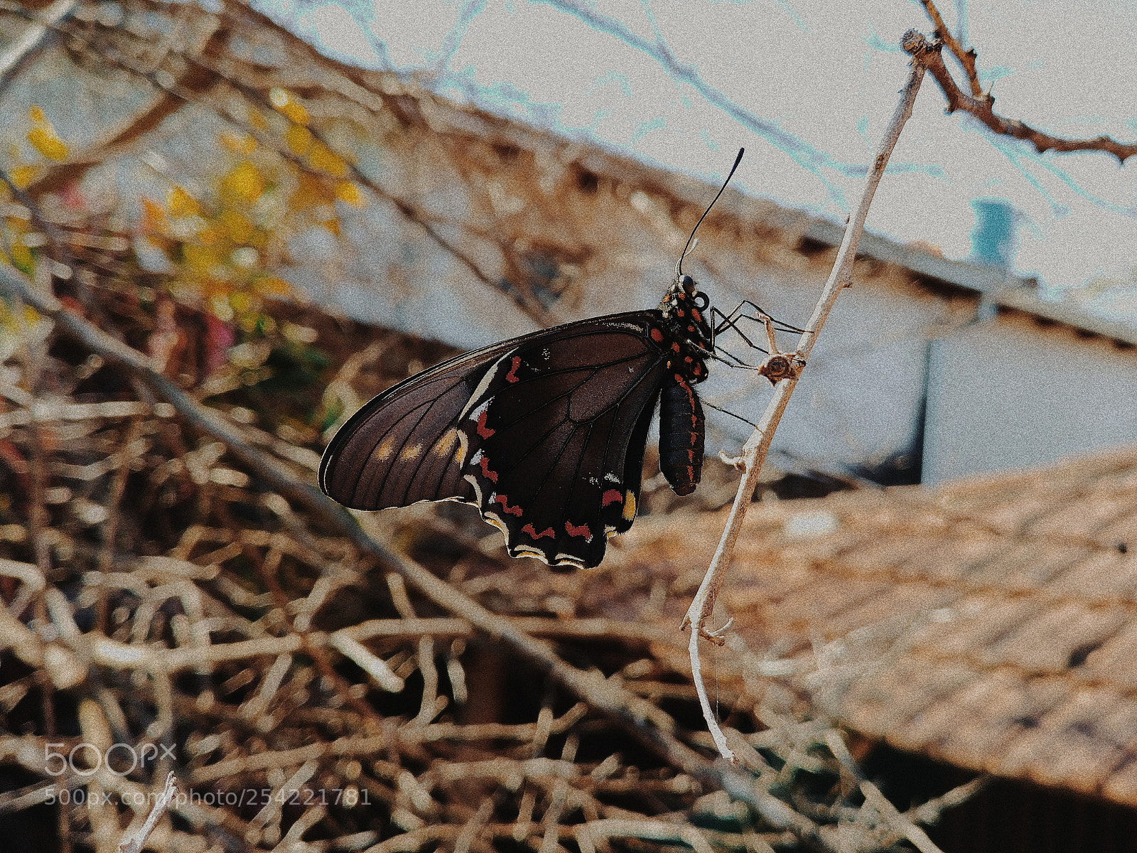 LG G6 sample photo. Butterfly effect photography