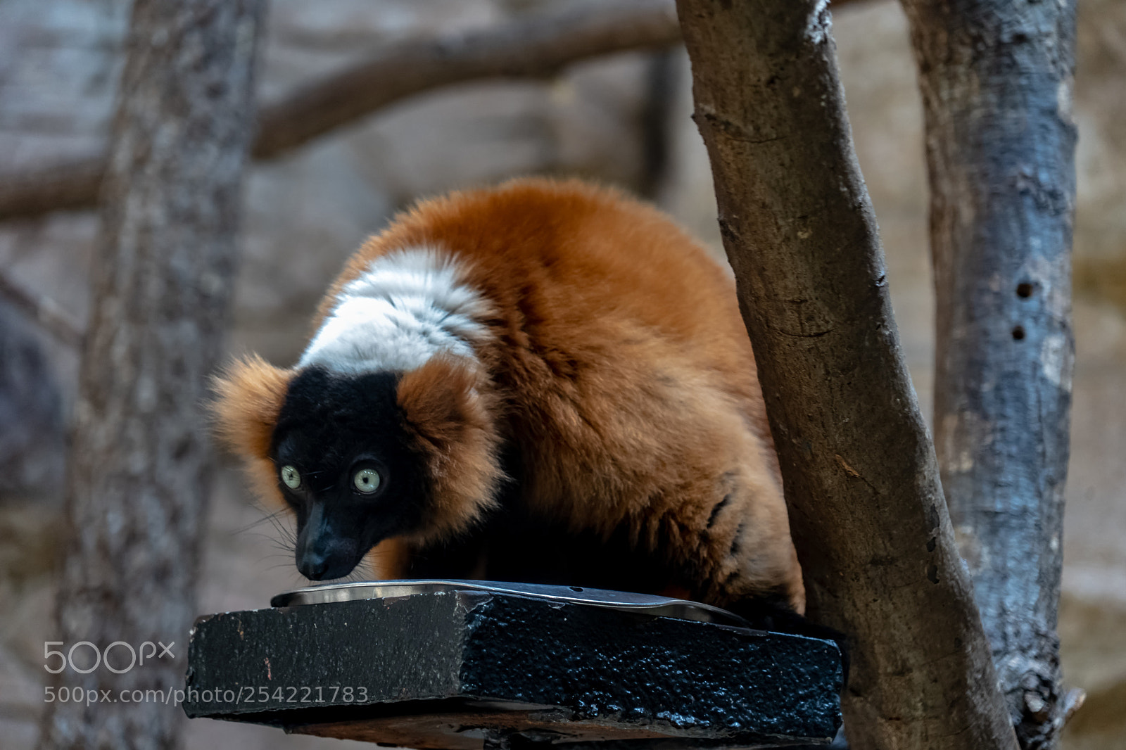 Sony a7 III sample photo. Startled lemur photography
