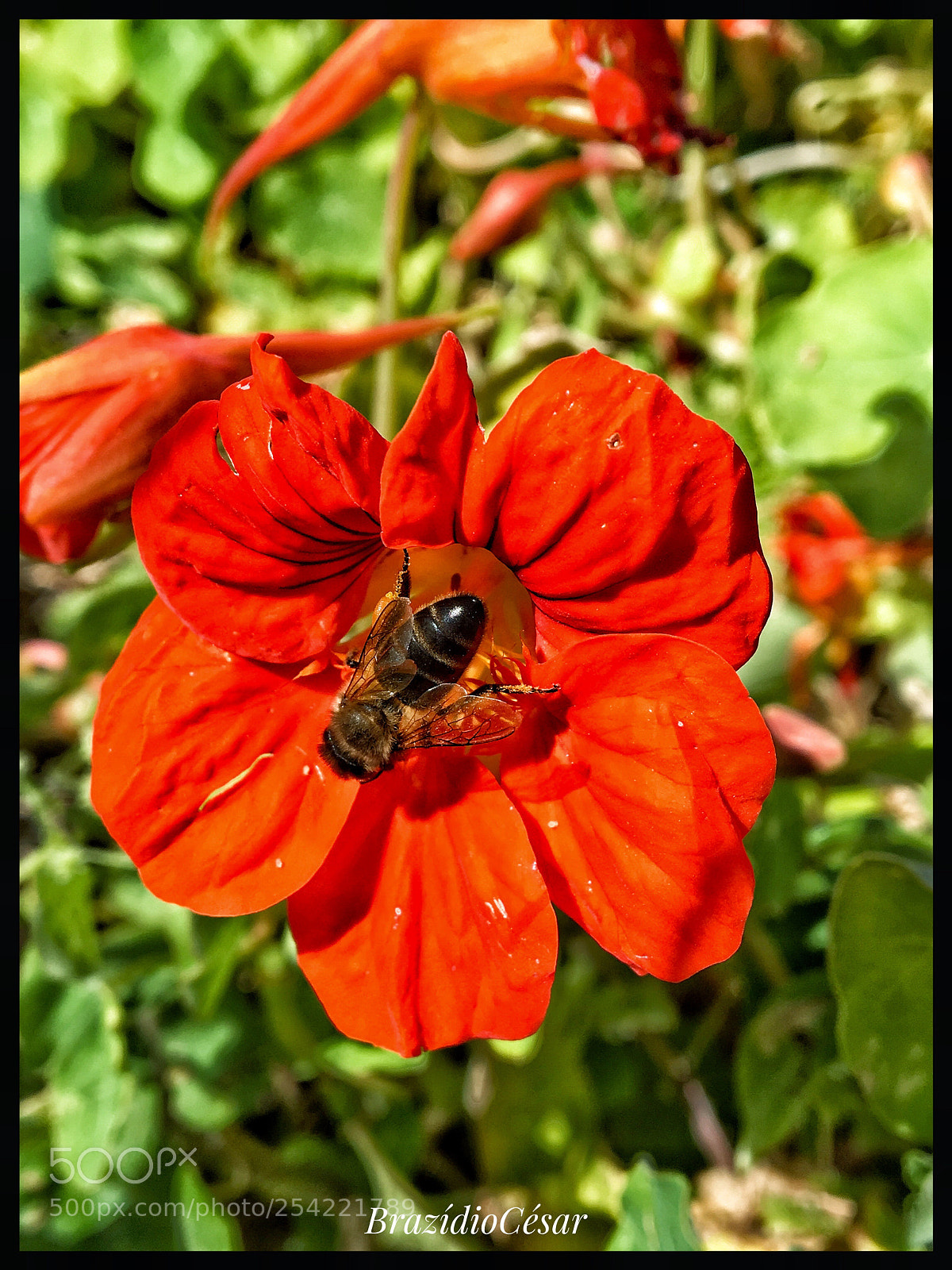Apple iPhone 6s sample photo. Untitled photography