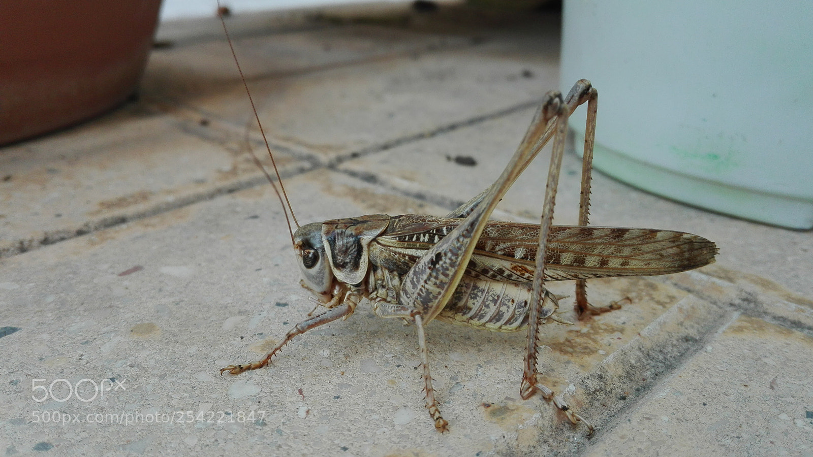 HUAWEI P8 Lite sample photo. Untitled photography