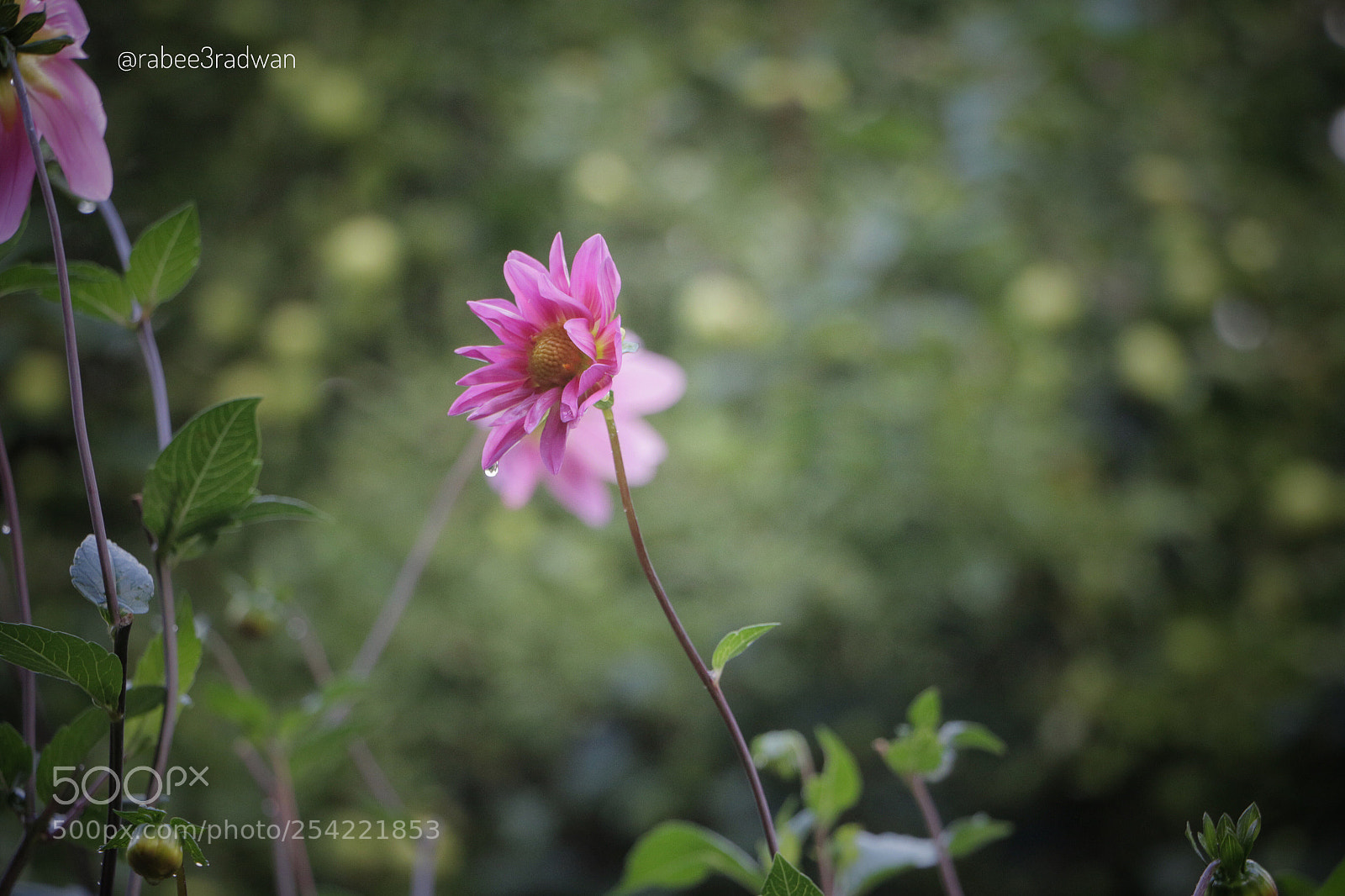 Canon EOS 70D sample photo. Untitled photography