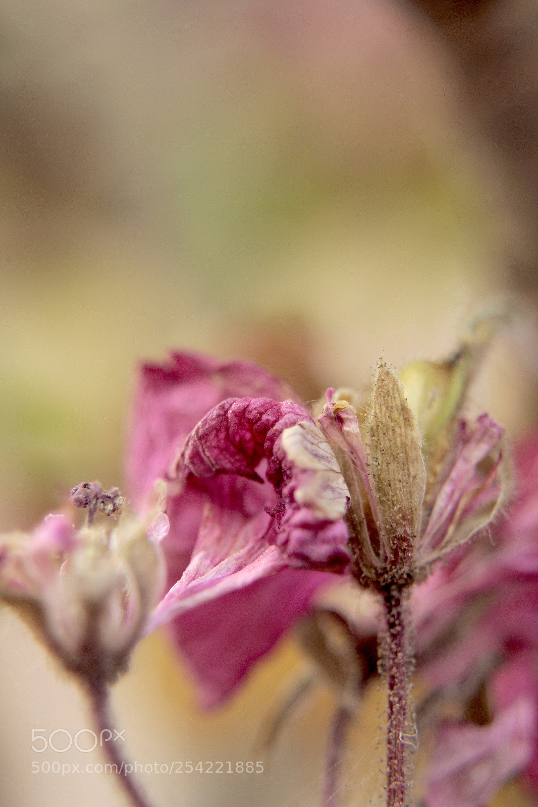 Canon EOS 60D sample photo. Desnuda photography