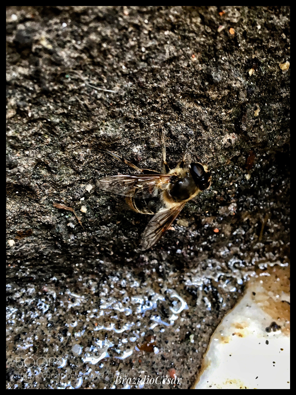 Apple iPhone 6s sample photo. Untitled photography