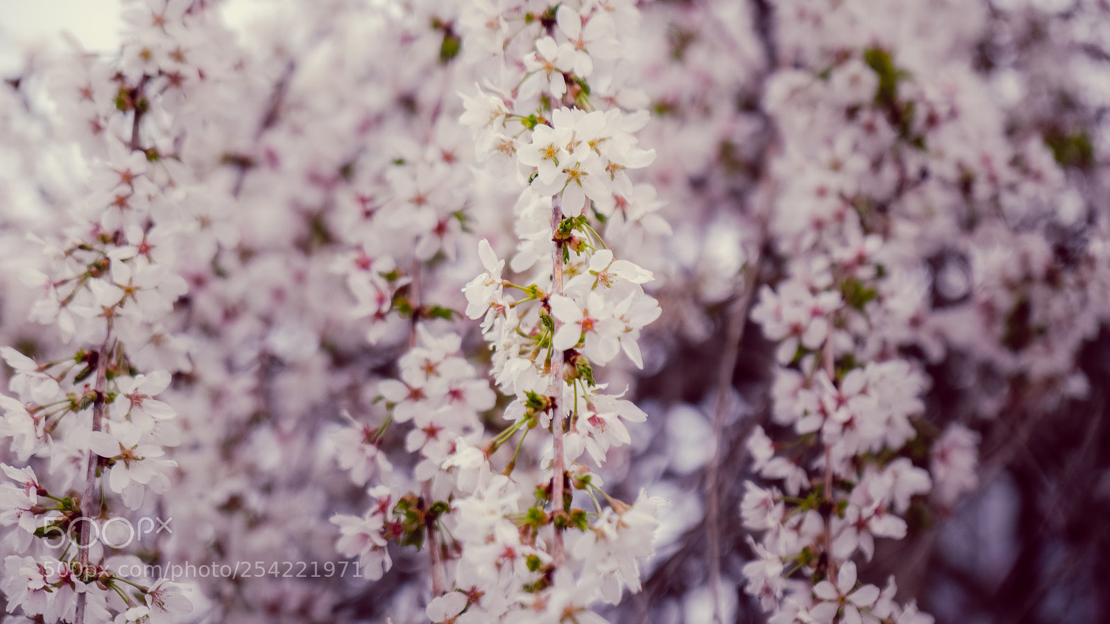 Sony a7R III sample photo. Flowers photography