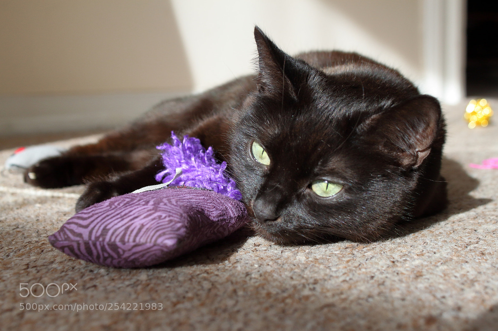 Canon EF-S 18-55mm F3.5-5.6 IS sample photo. Mia relaxing in the photography