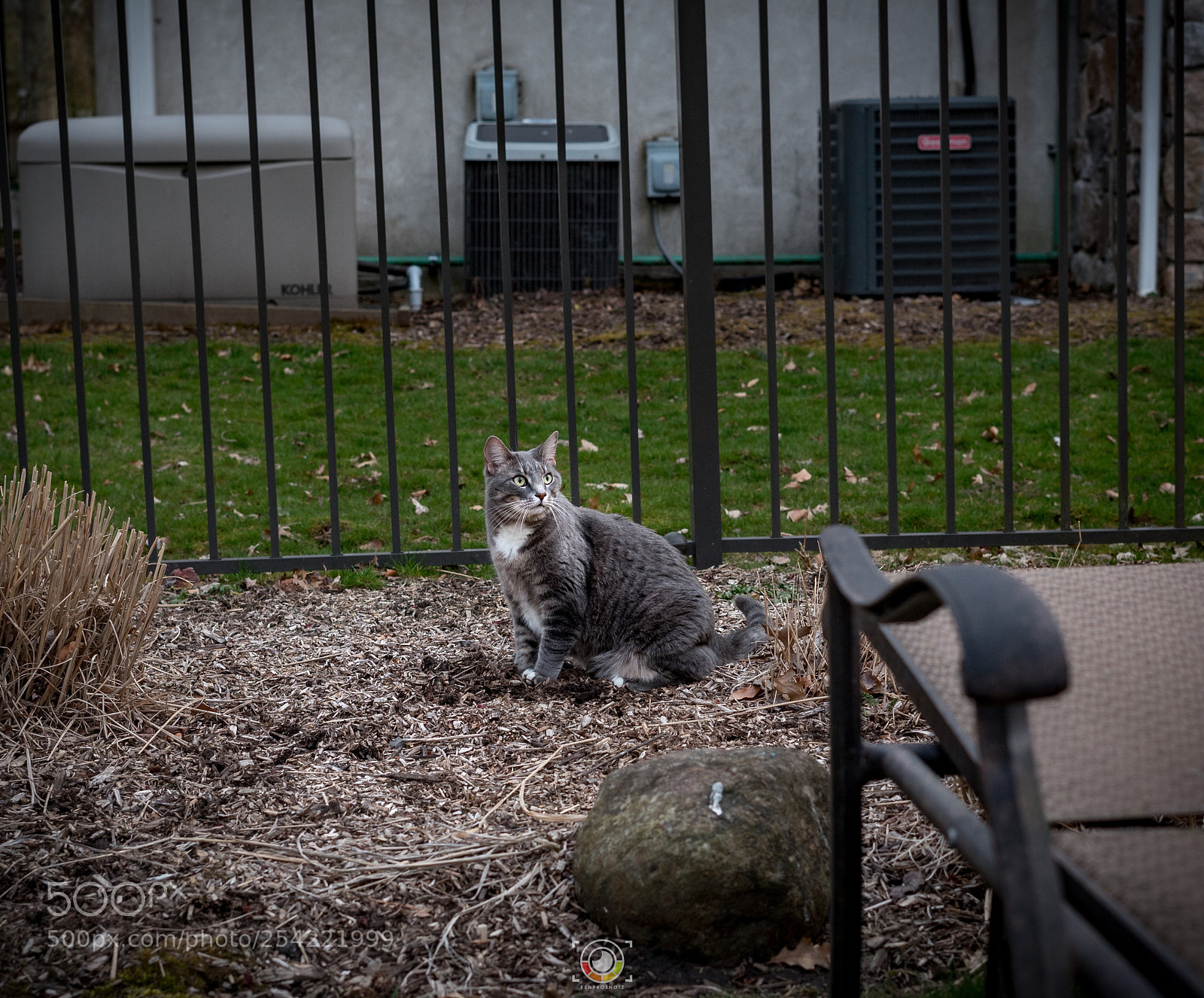 Sony a7 II sample photo. Cat photography