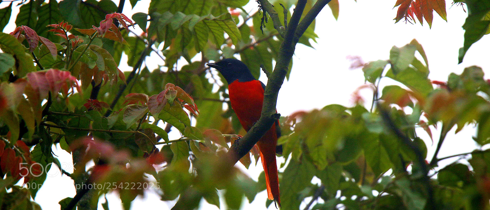 Canon EOS 7D Mark II sample photo. Long-tailed minivet photography