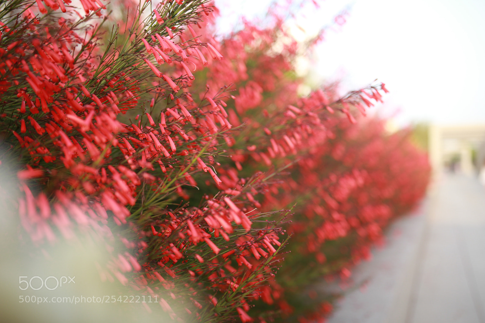 Canon EOS 80D sample photo. Untitled photography