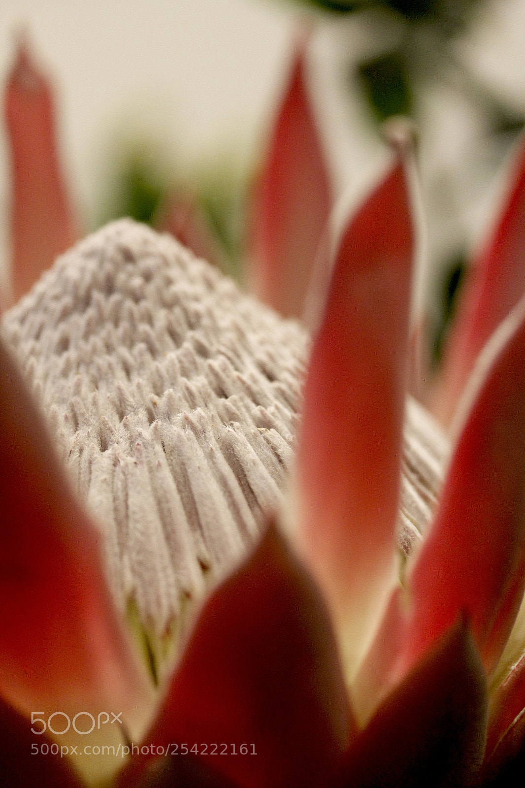 Canon EOS 60D sample photo. Queen photography