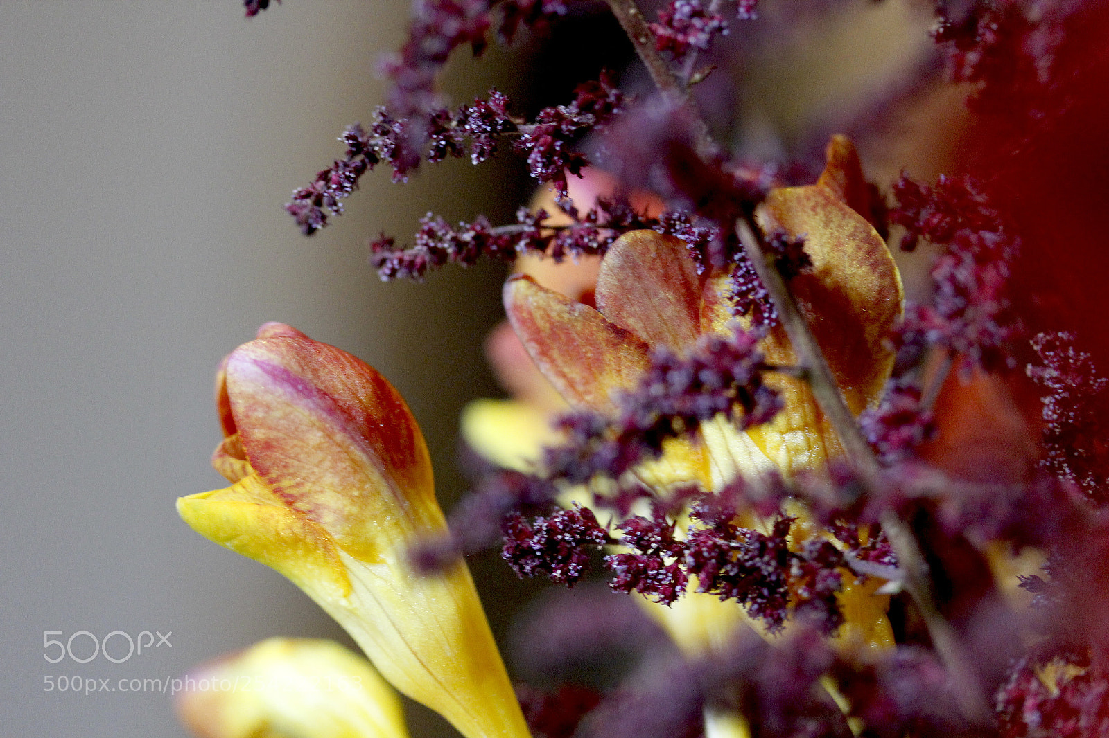 Canon EOS 60D sample photo. Colors photography
