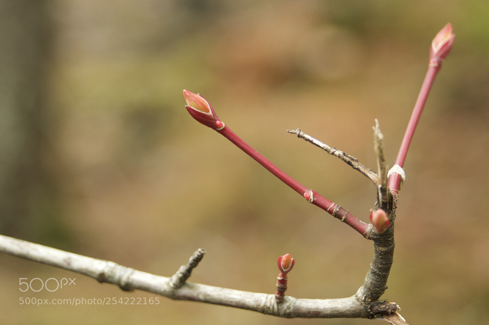 Nikon D3200 sample photo. Fullsizeoutput photography