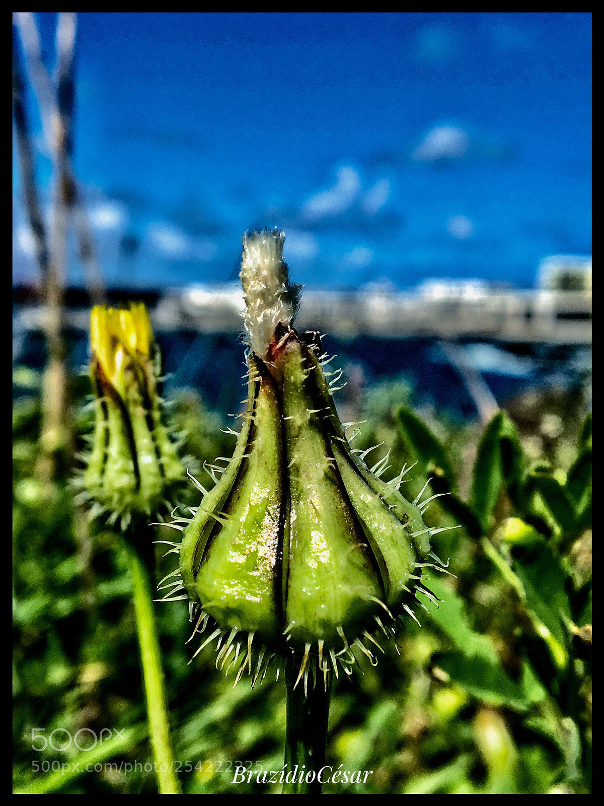 Apple iPhone 6s sample photo. Untitled photography