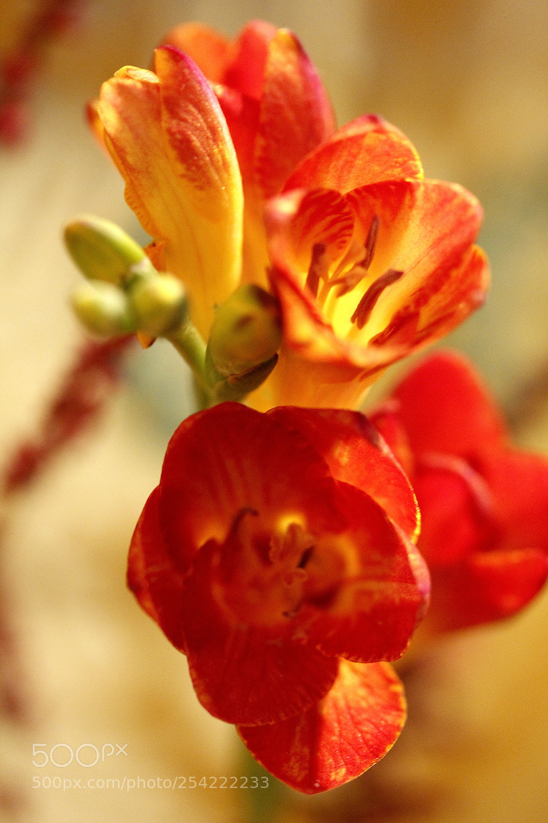 Canon EOS 60D sample photo. Orage lady photography