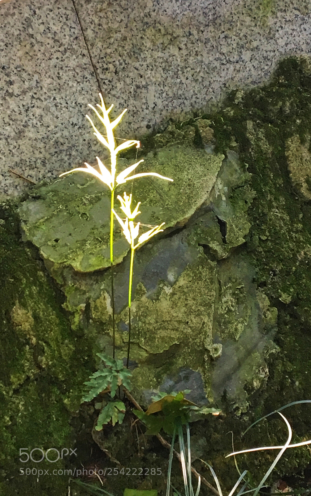 Apple iPhone 6s sample photo. A ray of light photography